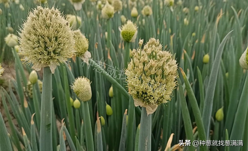 大葱育苗种植技术视频,大葱种子用双膜育苗好吗