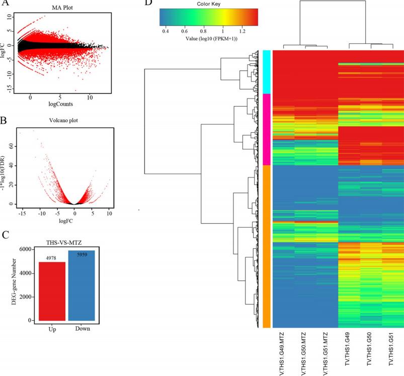 毛滴虫性妇科炎症甲硝唑,治毛滴虫用甲硝唑好还是替硝唑好