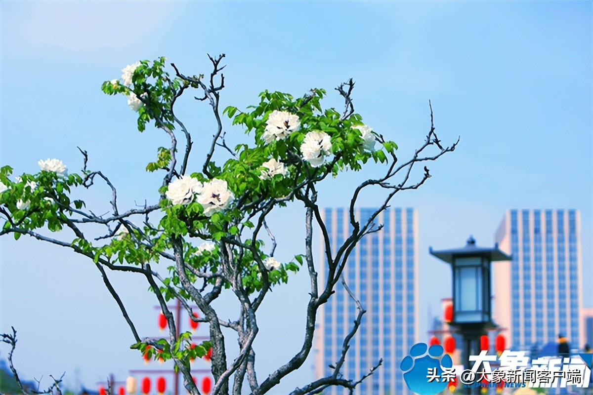 花开时节动京城最美不过洛阳城,花开时节动京城洛阳