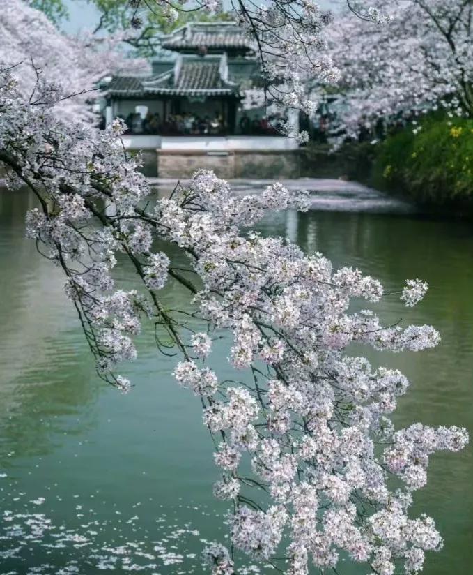 每天学首古诗词杜甫江南逢李龟年,一天一首古诗词提升文化底蕴