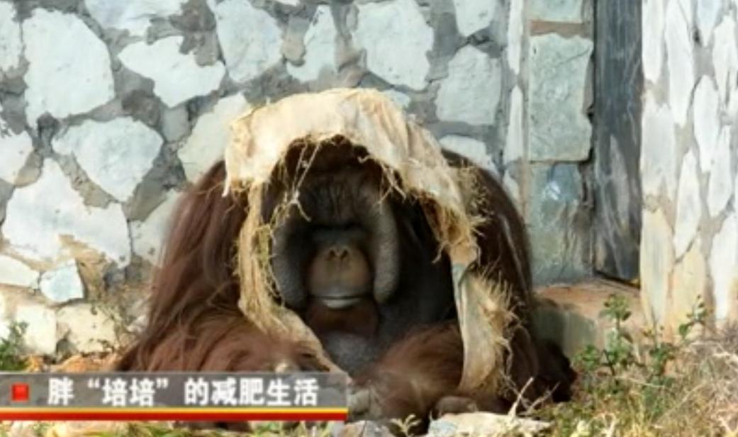 动物园大猩猩健身,大猩猩吃东西变瘦