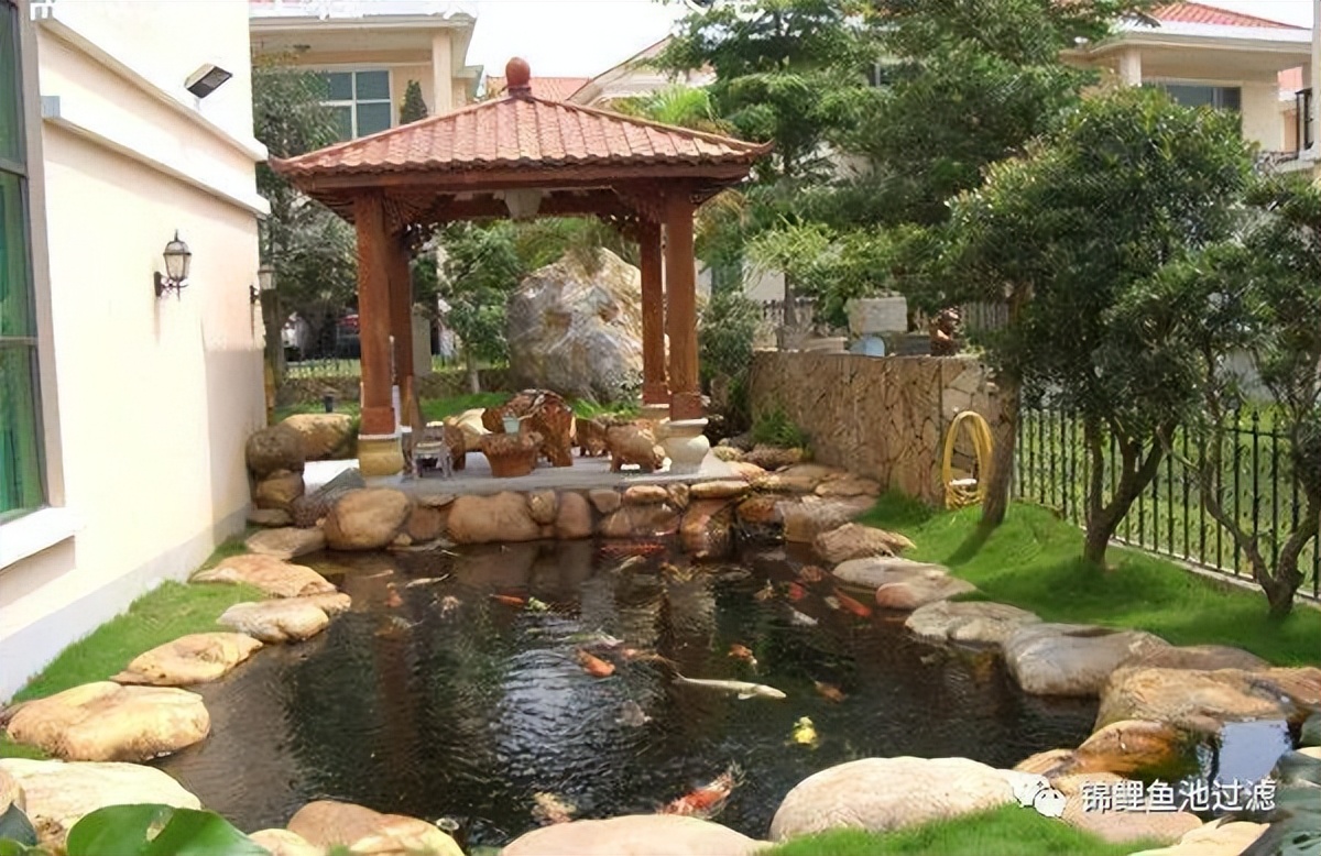 锦鲤尾巴长得慢怎么办视频,国产锦鲤为什么长得慢