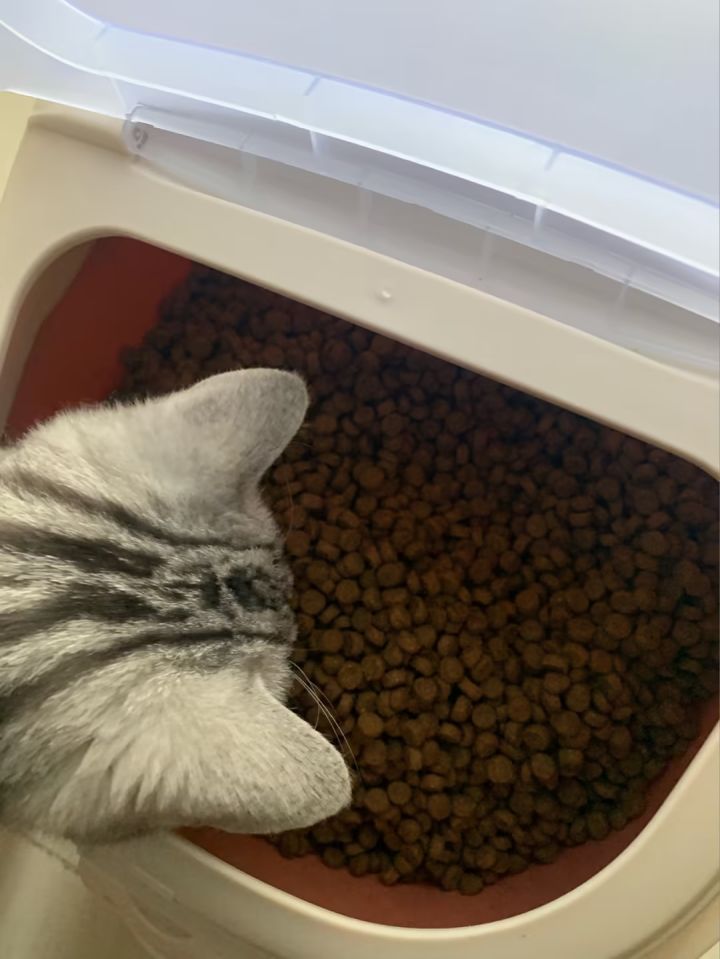 卡比猫粮怎么样,卡比猫粮的优缺点