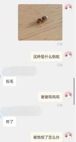 临近考试，大学生到“拼夕夕”求助专业卖家，东问西问就是不下单