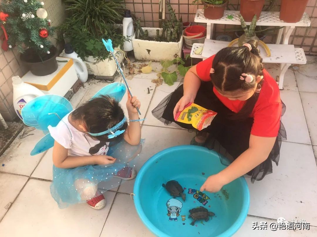 两只悠闲自在的乌龟,两只互动性很强的小乌龟