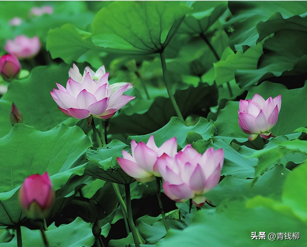 独家揭秘南国花城夏季四季惊艳