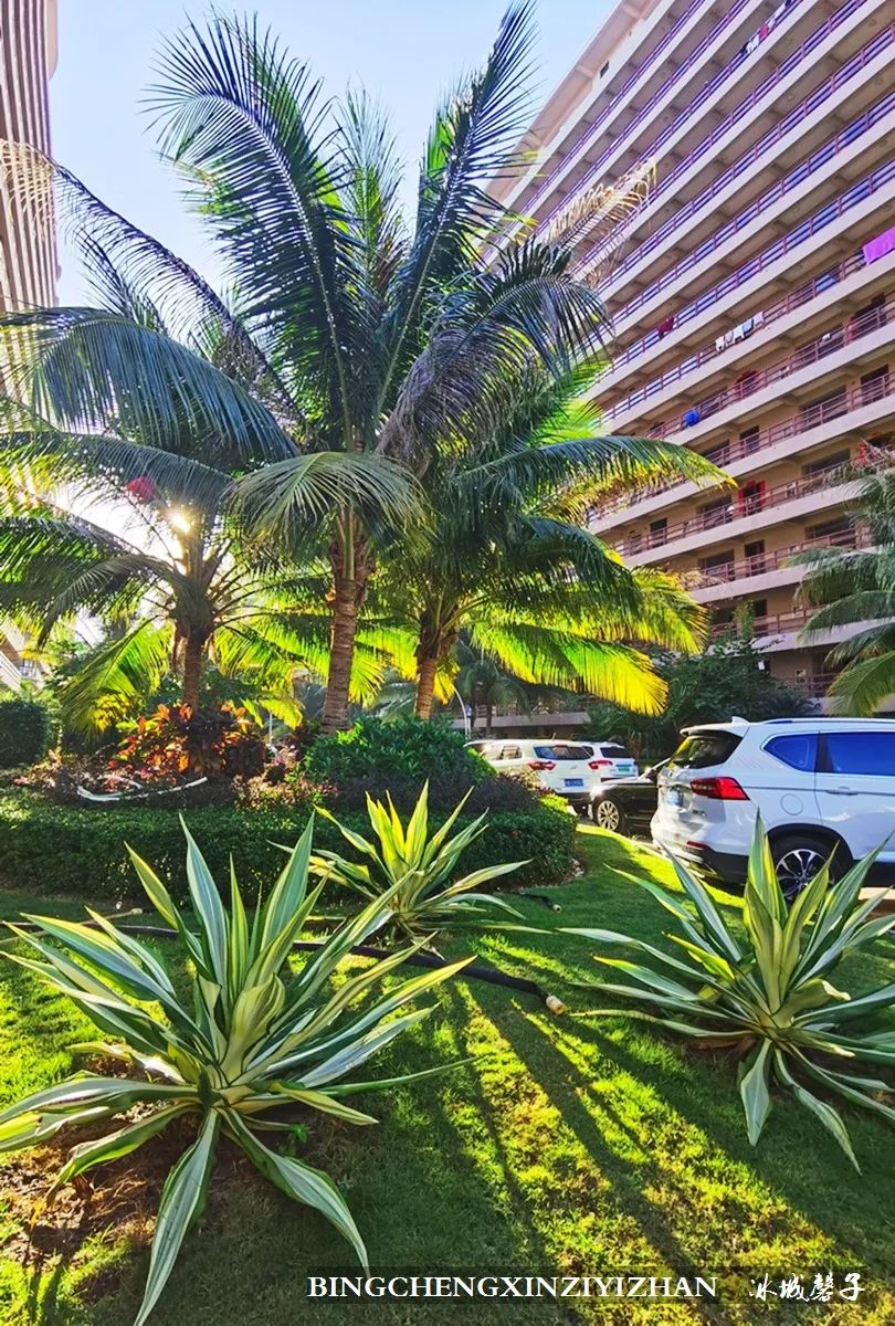 旅居海南：九所新区的浪漫情