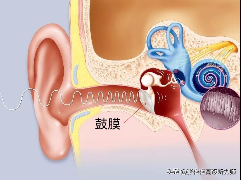 鼓膜破了还能修复好吗,鼓膜破了对听力有影响吗