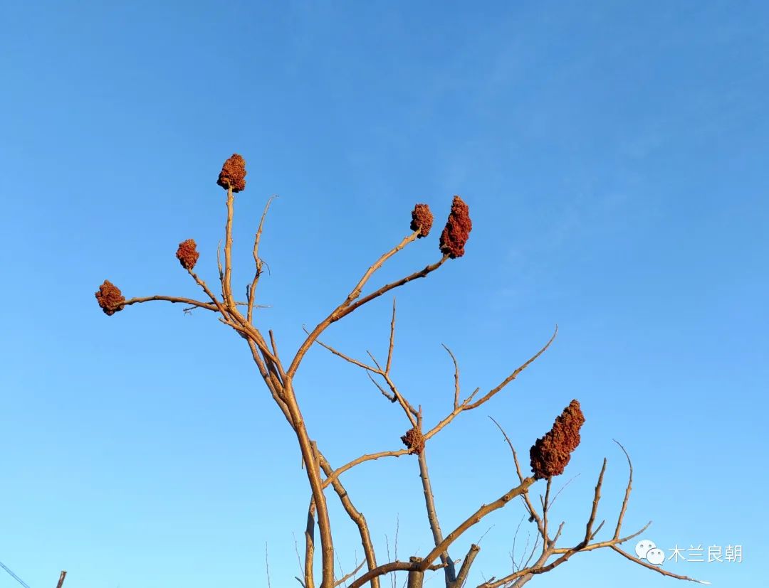 头发刚染完不喜欢接着再染可以吗,头发染还是不染