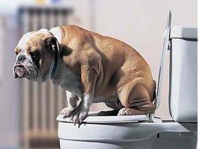 养狗10年才知道狗狗也会有胃胀气,养狗知识狗狗一天该拉几次粑粑