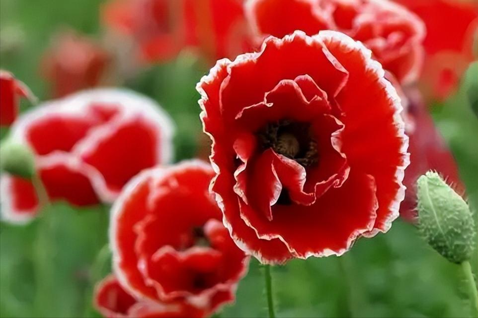 虎门销烟大清的烟,从虎门销烟到新中国成立超燃