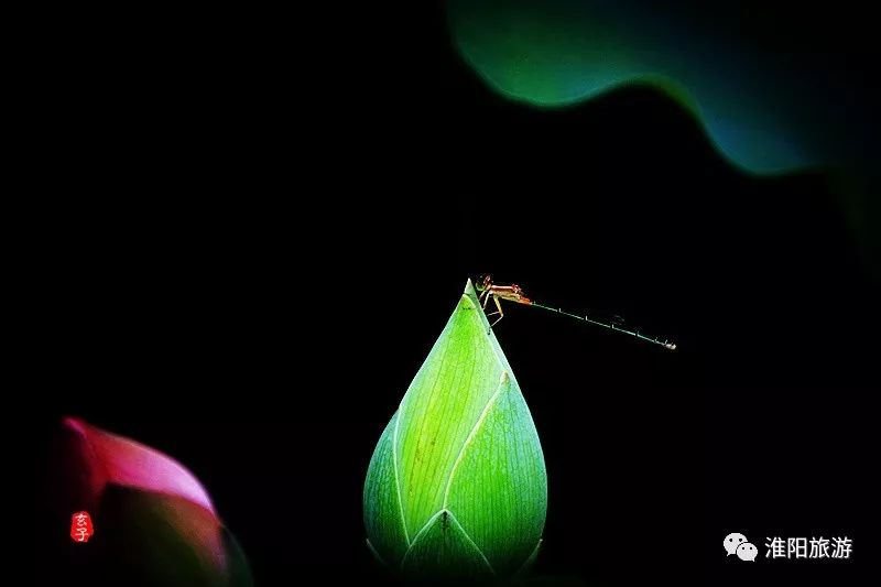 淮阳龙湖赏荷花的季节,淮阳观赏荷花的地方在哪里