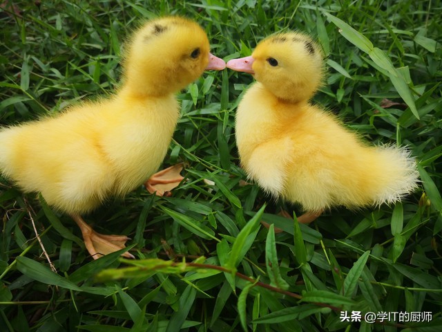 柯尔鸭养殖视频,家庭养殖柯尔鸭回本周期