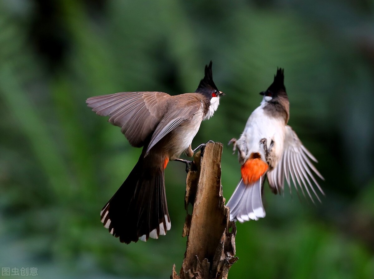 在天愿作比翼鸟的典故,在天愿作比翼鸟下一句是什么