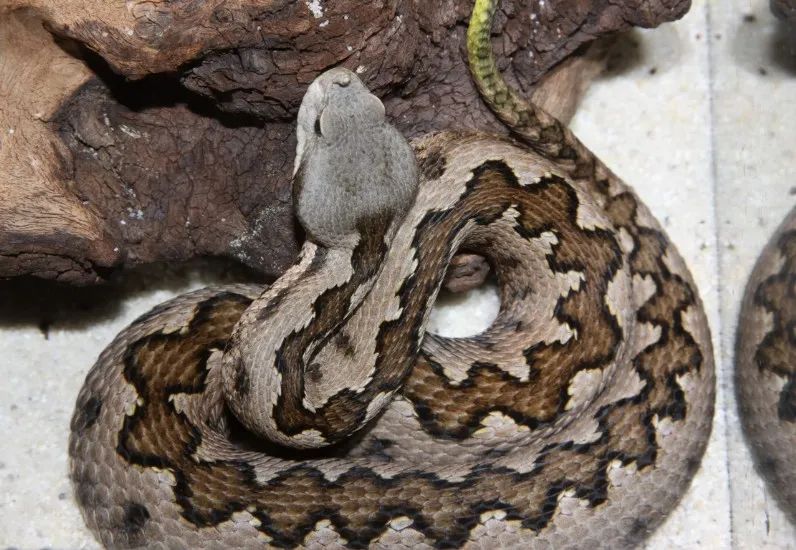 「原来欧洲有这么多种蛇？！」偷师卡塞尔的豢龙大师·下