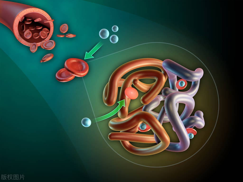 一文教会你看懂血检报告