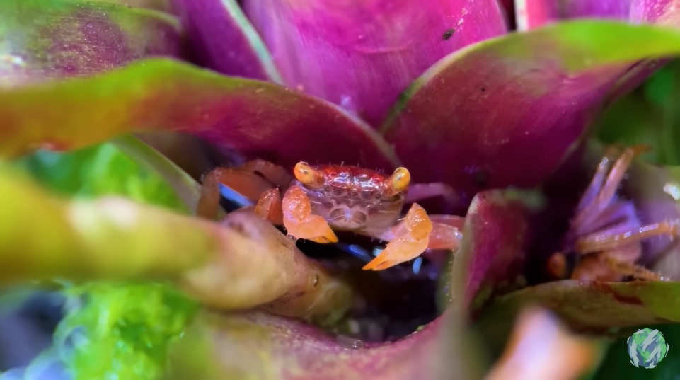 美国小哥在卧室建出一缸热带雨林，食物链环环相扣，太强了