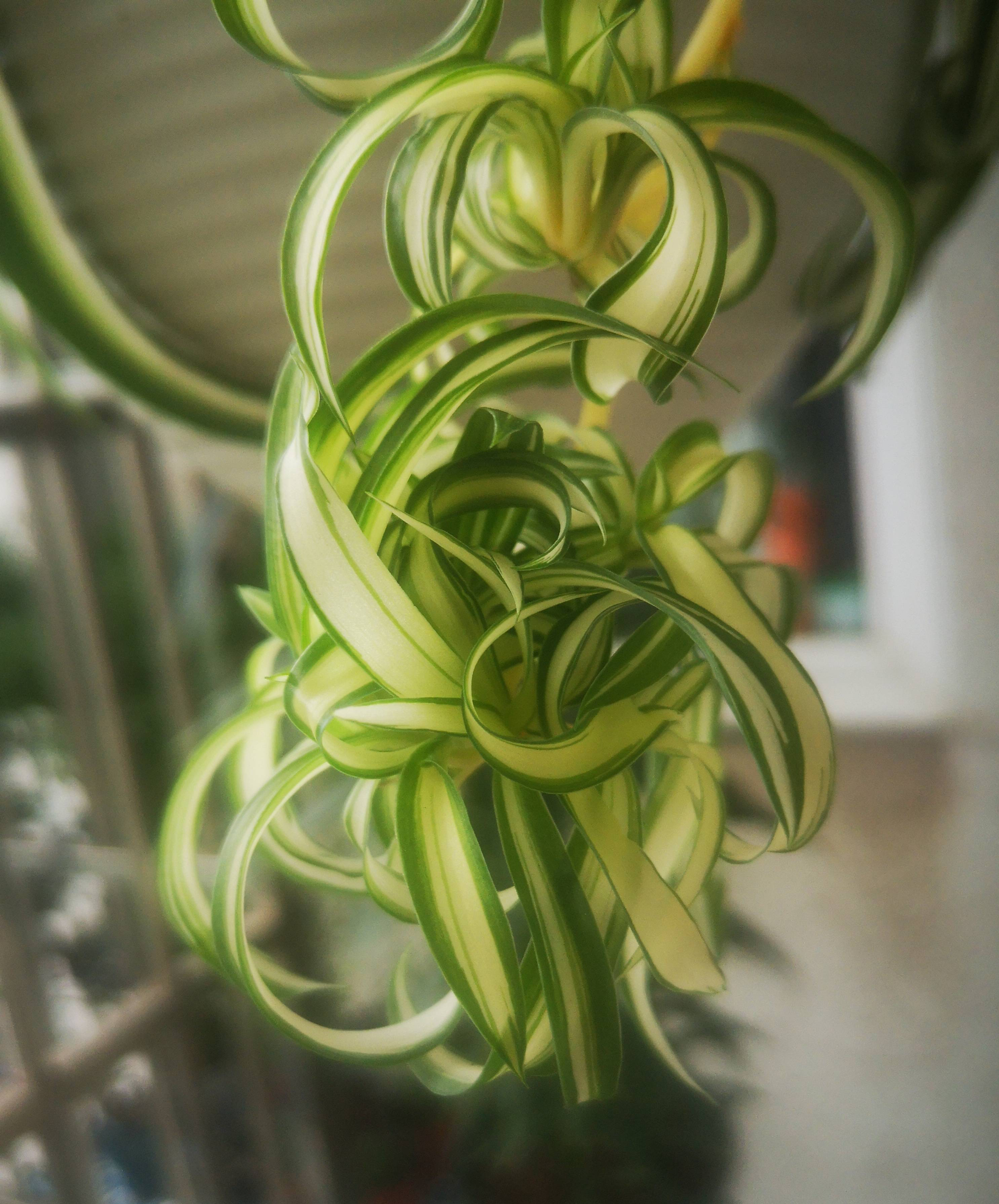 5种花漂亮又养人,5种花好养又漂亮