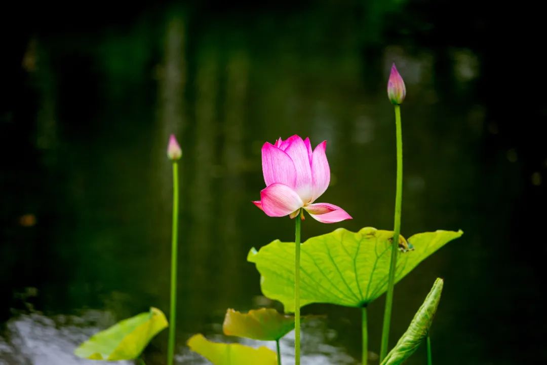 这几天想拍荷花有哪些好去处,6月中旬去哪拍荷花