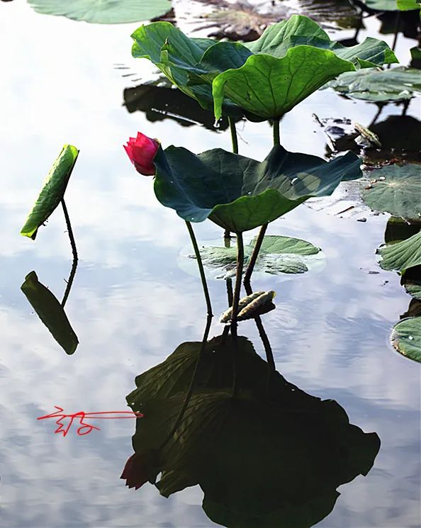 2022淮阳荷花节结束时间,看淮阳荷花节