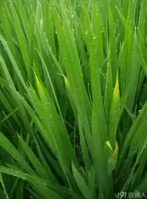 水稻是我国三大主粮之首,最早的五谷有水稻吗