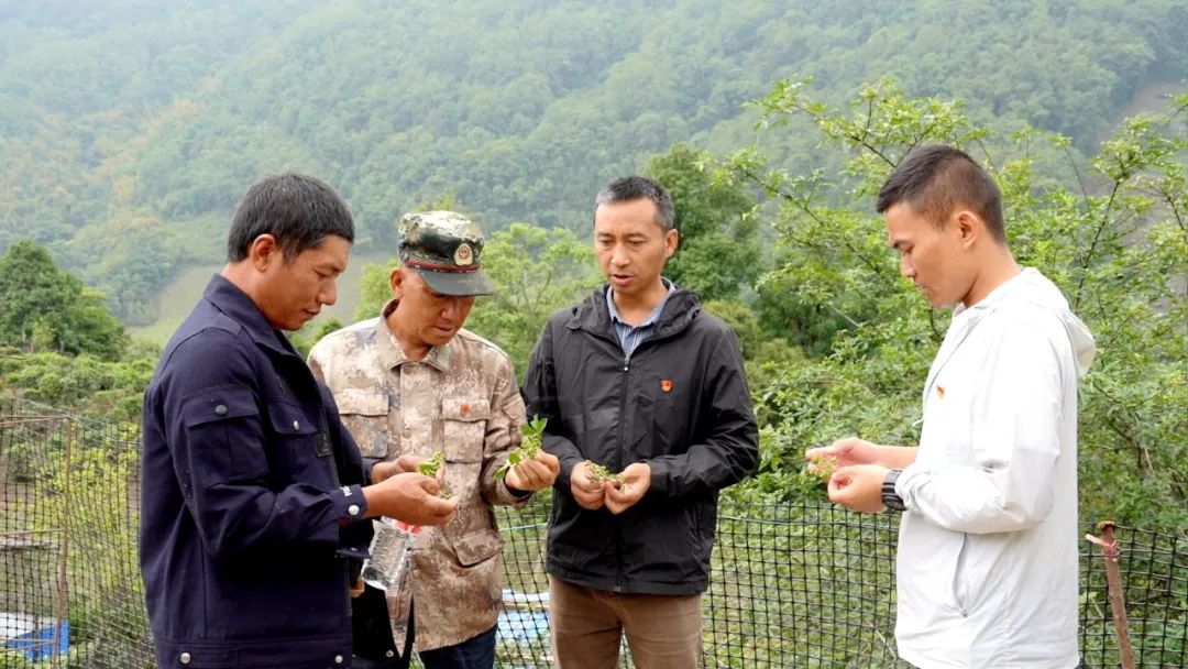 绿春乡村振兴,绿春乡村振兴工作