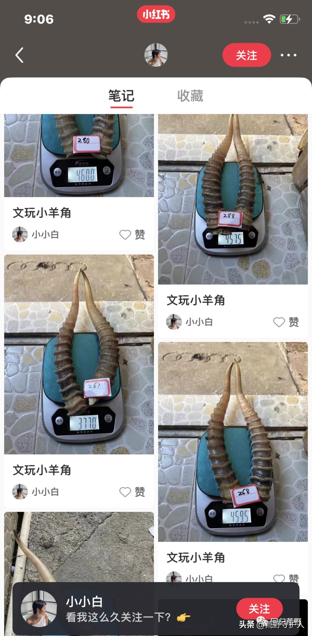 非法经营野生动植物 (野生动植物非法贸易联合行动汇报)