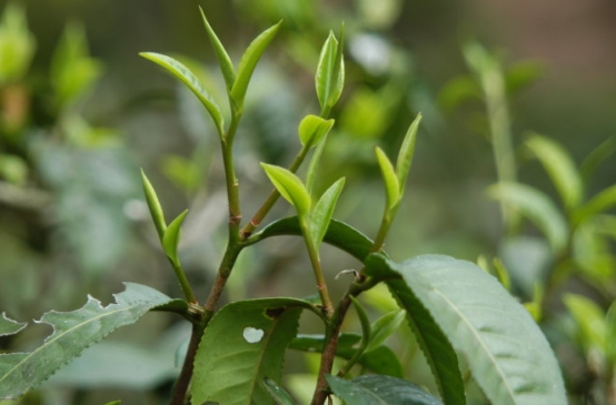 过期茶叶能喝吗文章,茶叶过期还能喝吗看完涨知识了