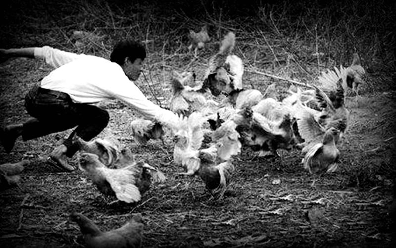 中国知青轶事,知青轶事之四