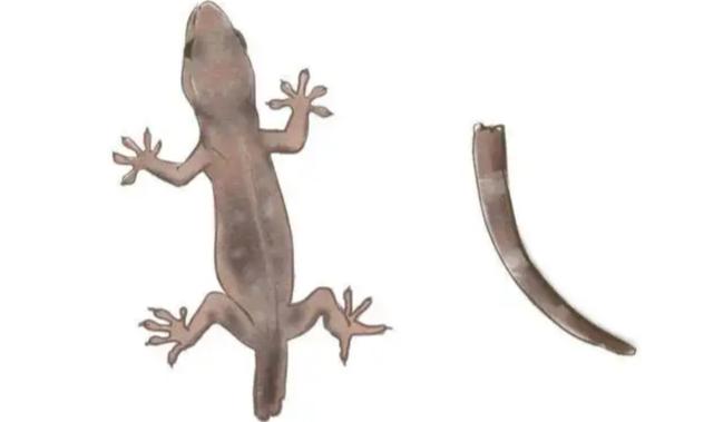 人畜无害的壁虎为何位居五毒之一,壁虎有人性吗