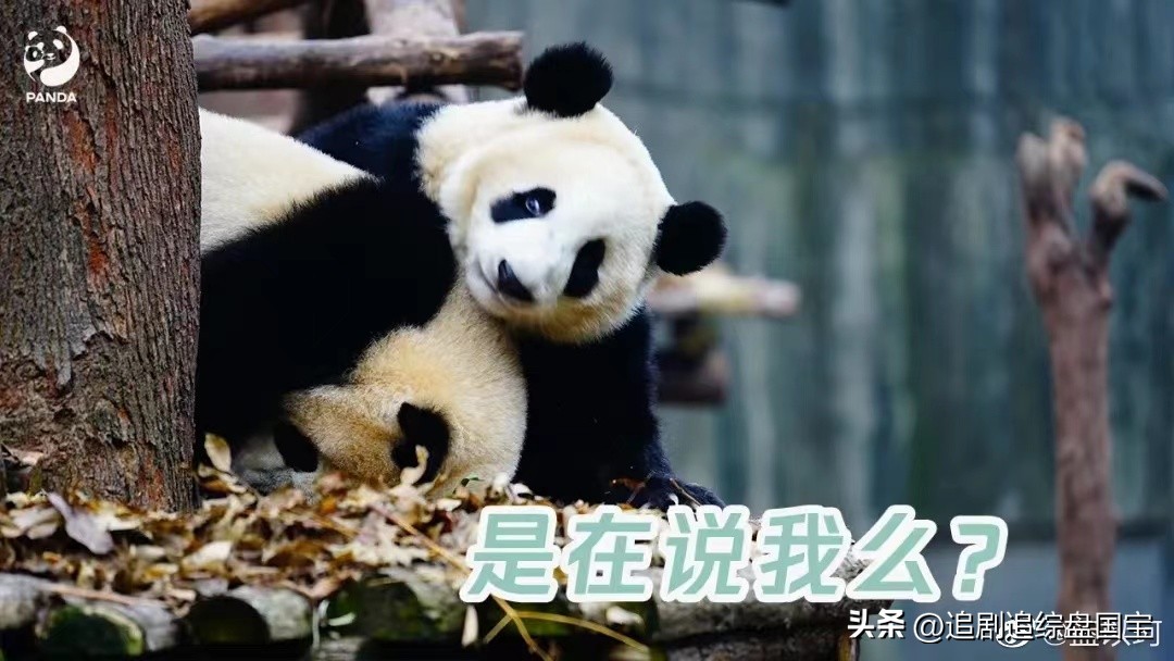 大熊猫金双金喜,大熊猫金喜金双