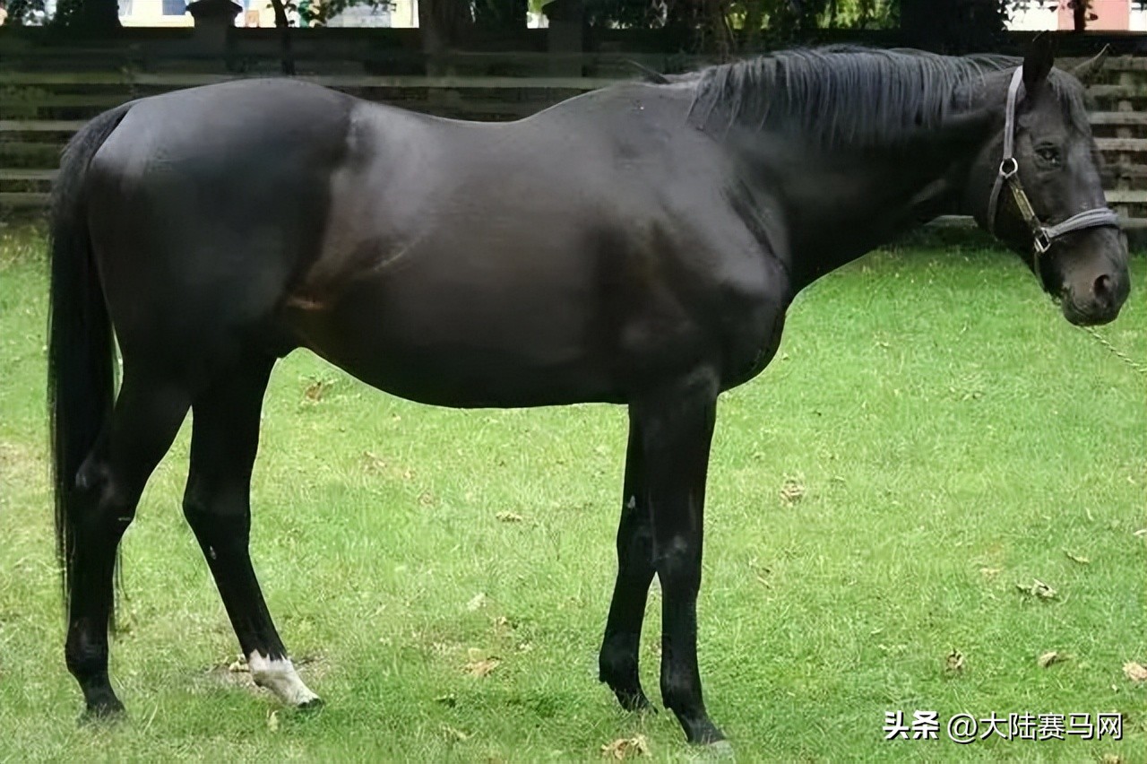 纯血统马驹出售,低价出售马驹子