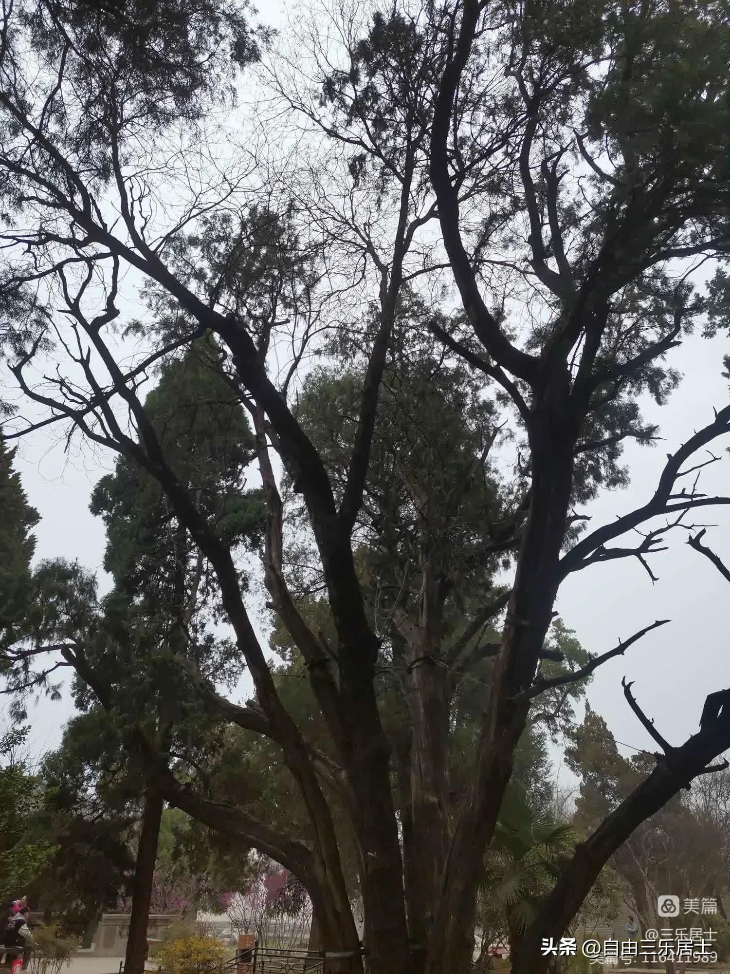 曲阜三孔游记全集,讲好山东故事三孔游记