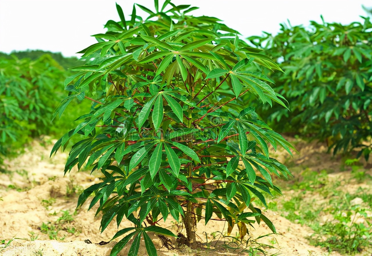 红薯粉条造假事件分析,315假红薯粉条