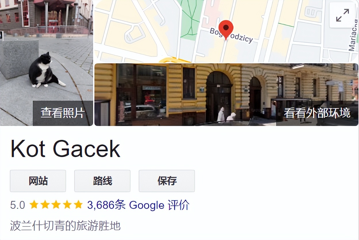 波兰一流浪猫成5星旅游景点,一只流浪的大肥猫