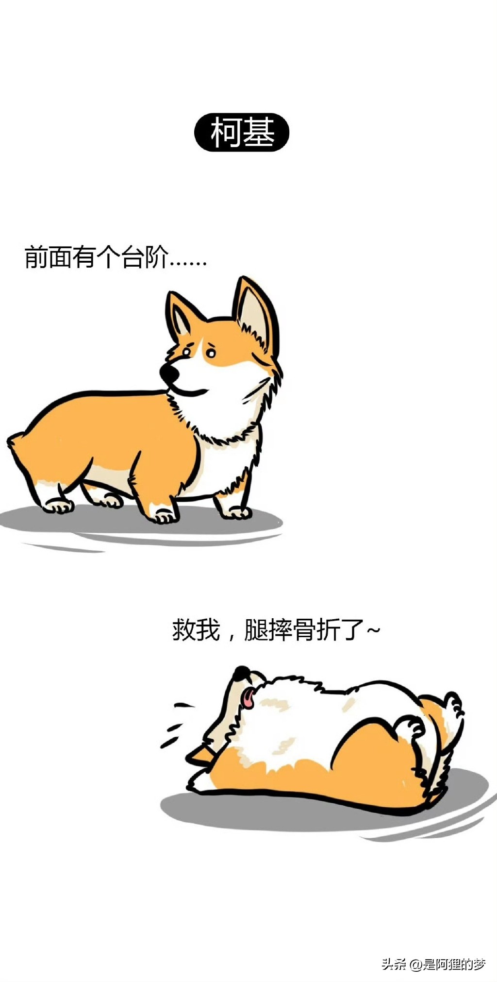 土狗这么聪明为什么不能当警犬,狗狗界最聪明的狗