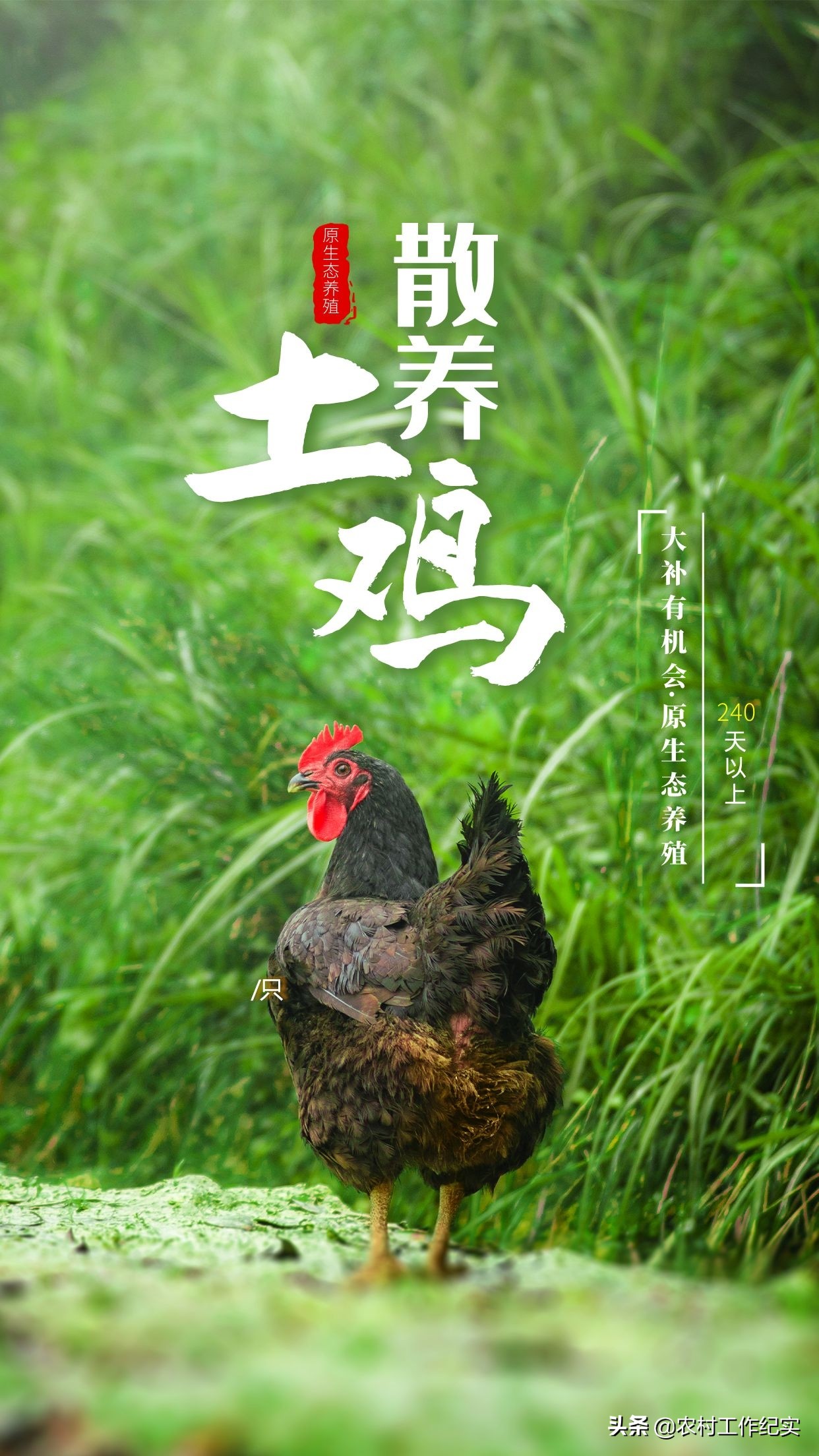 山东817鸡价格最新行情,今日山东日照淘汰鸡价格