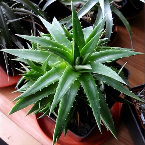 102个大类近500个多肉植物图片，都极其美丽，建议在家中也养一盆