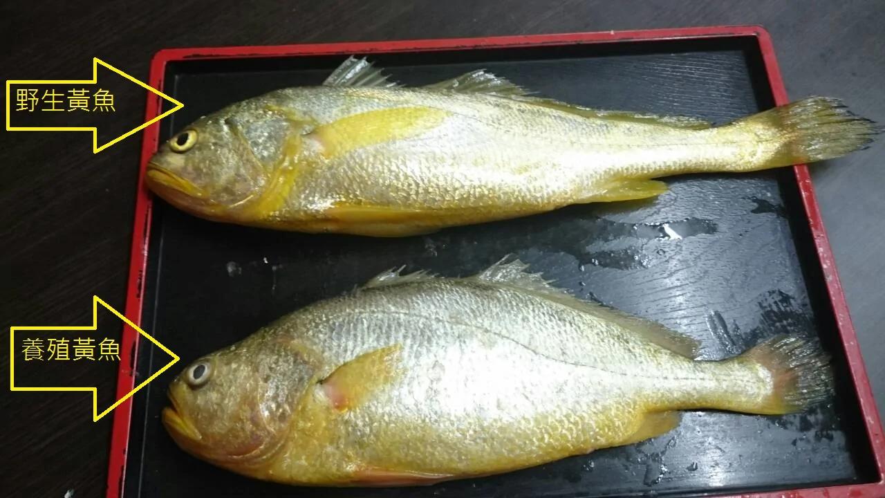 福建大黄鱼多少钱一斤,15斤大黄鱼能卖多少钱一斤