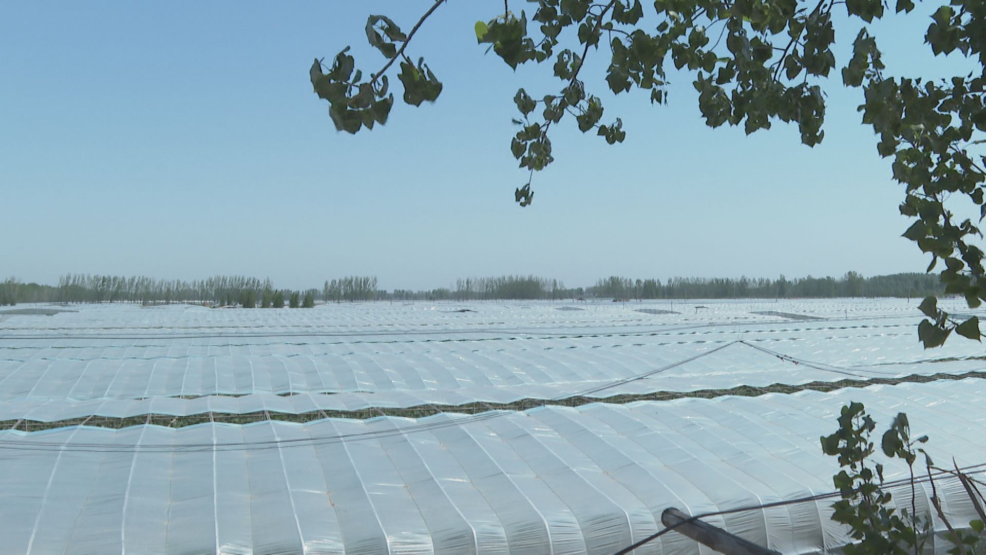 扶沟县12万亩蔬菜基地,扶沟万亩果蔬基地在哪里