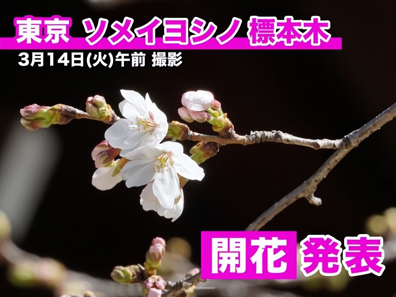 2023日本樱花观赏时间表,日本樱花什么时候观赏最好