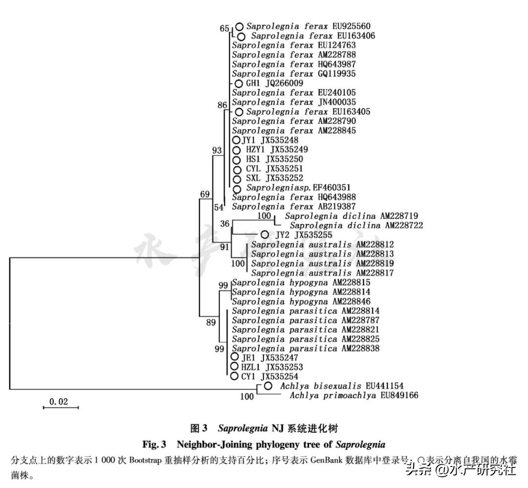 并不是所有的水霉菌都是有害的，您知道有害的有哪几种吗？