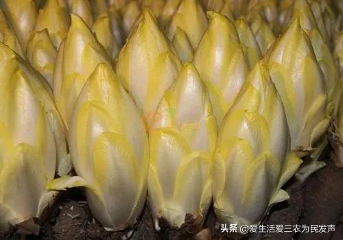 2018年最赚钱的种植项目,种植野菜亩产利润20万元以上