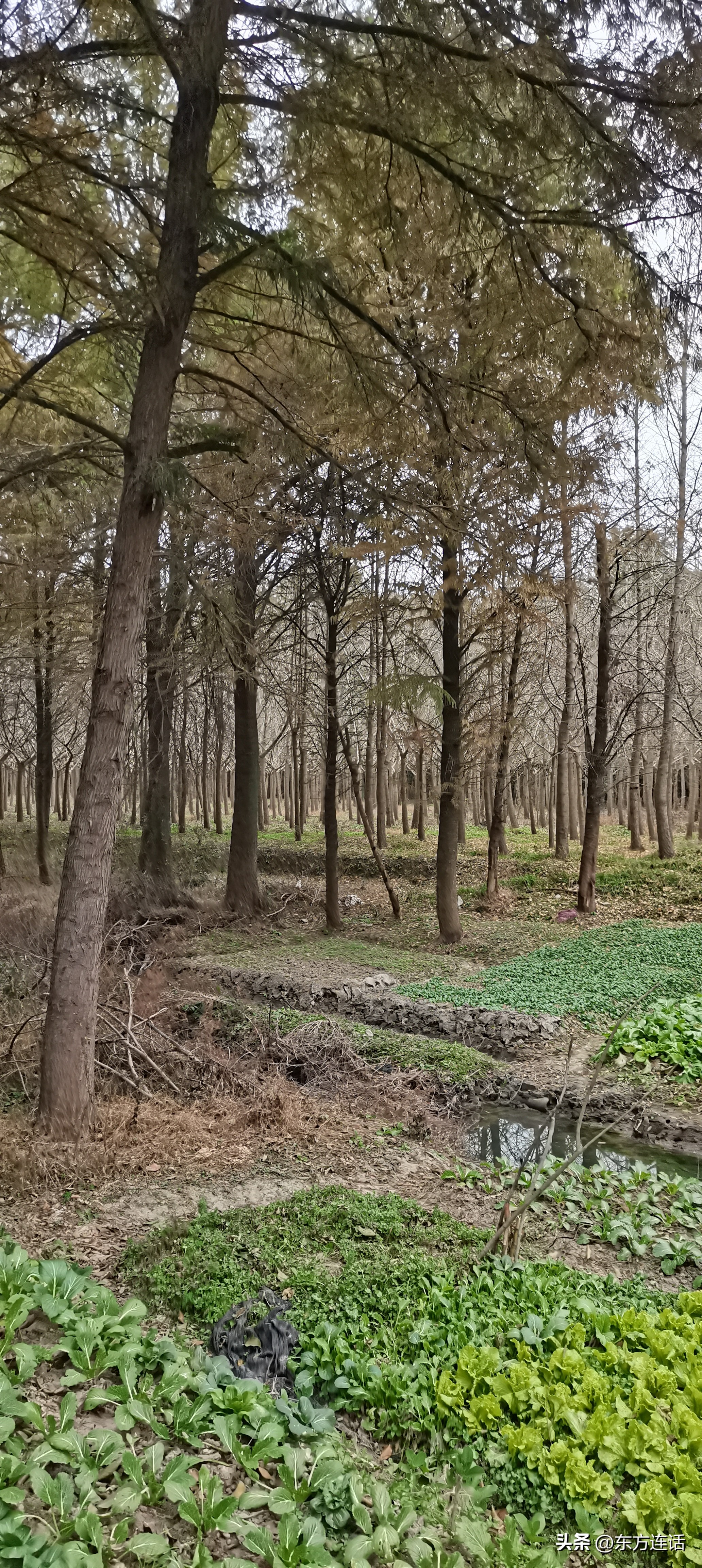 上海浦江郊野湿地公园,上海的森林公园好玩吗