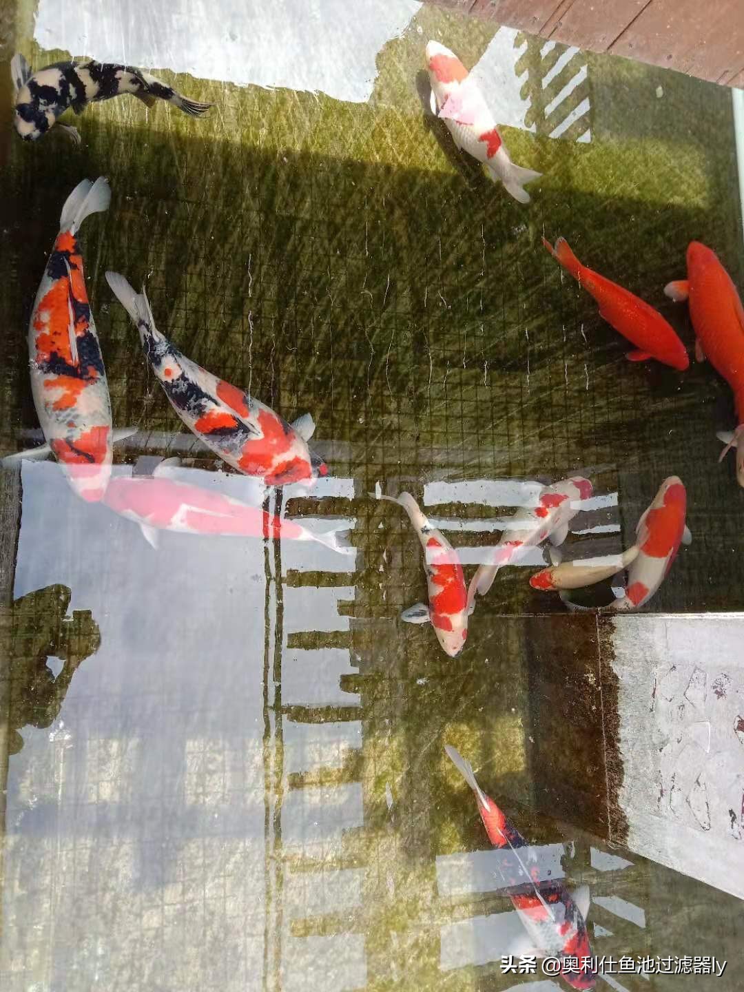 室内锦鲤小鱼池需要杀菌还是换水,锦鲤鱼缸换水后需要用二氧化氯吗