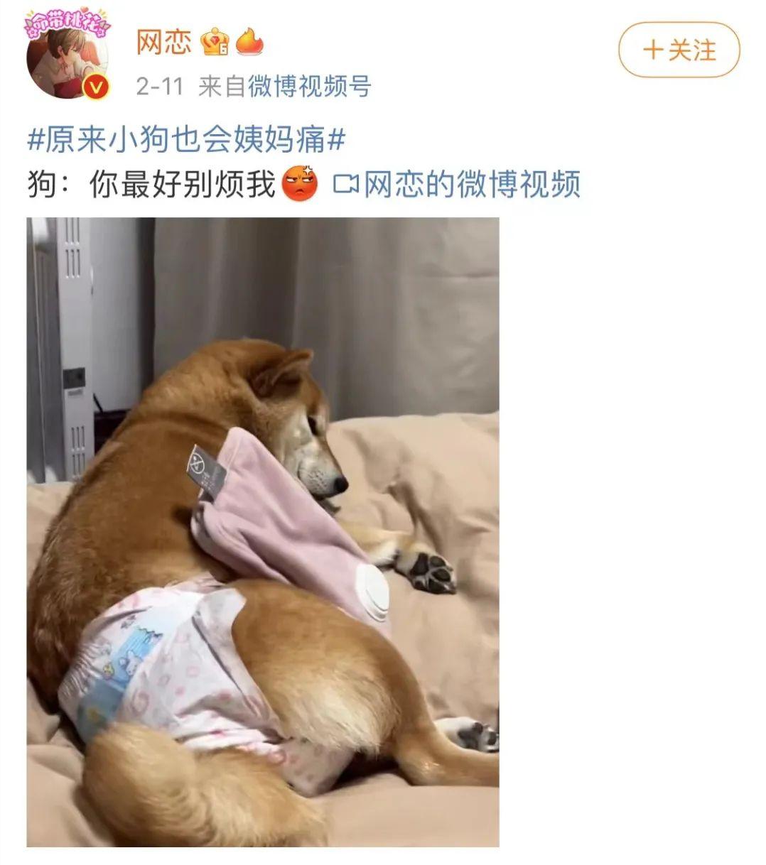 狗狗会来大姨妈吗？