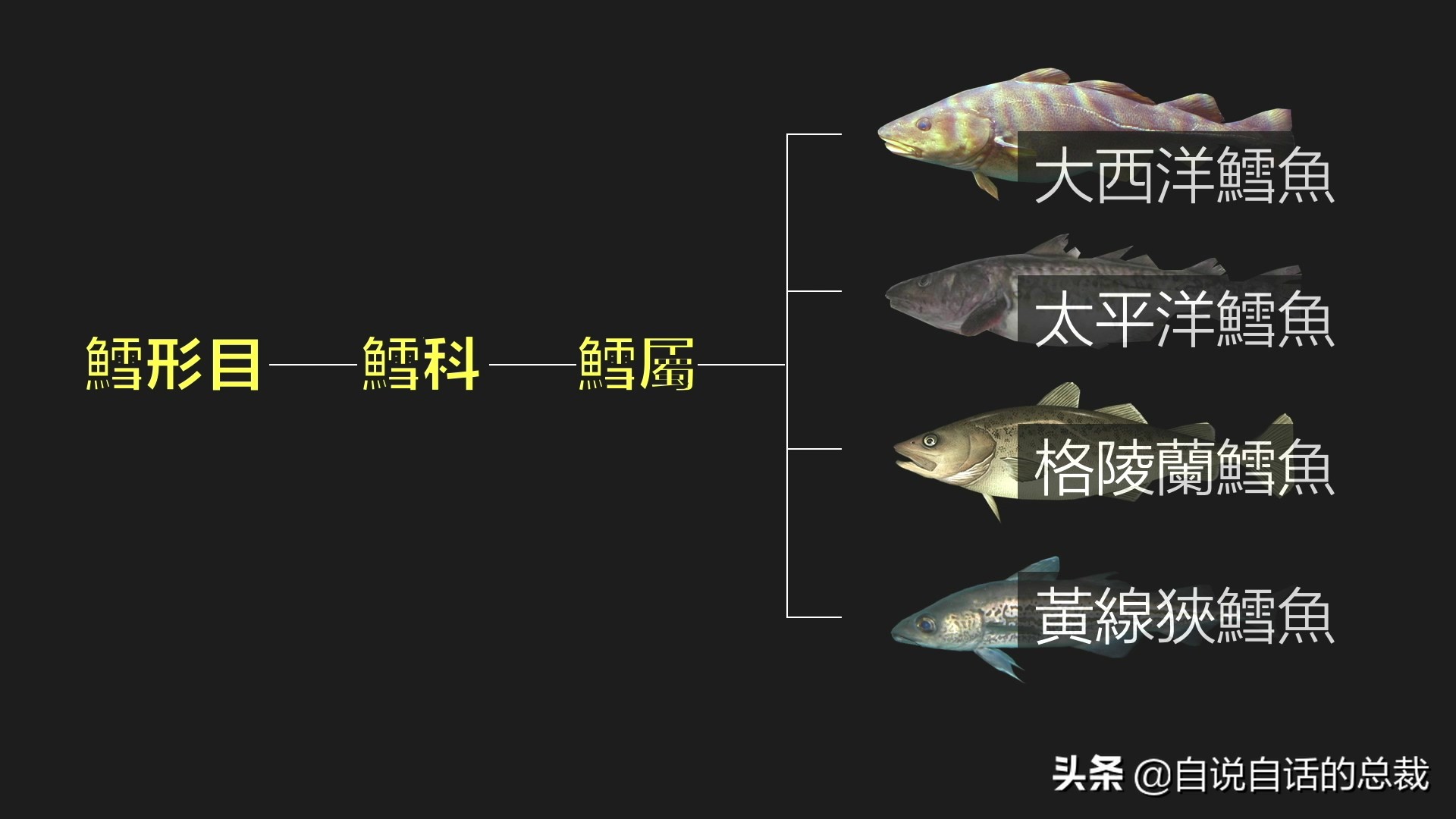 为什么鳕鱼卖的那么便宜,为什么买的鳕鱼特别松散