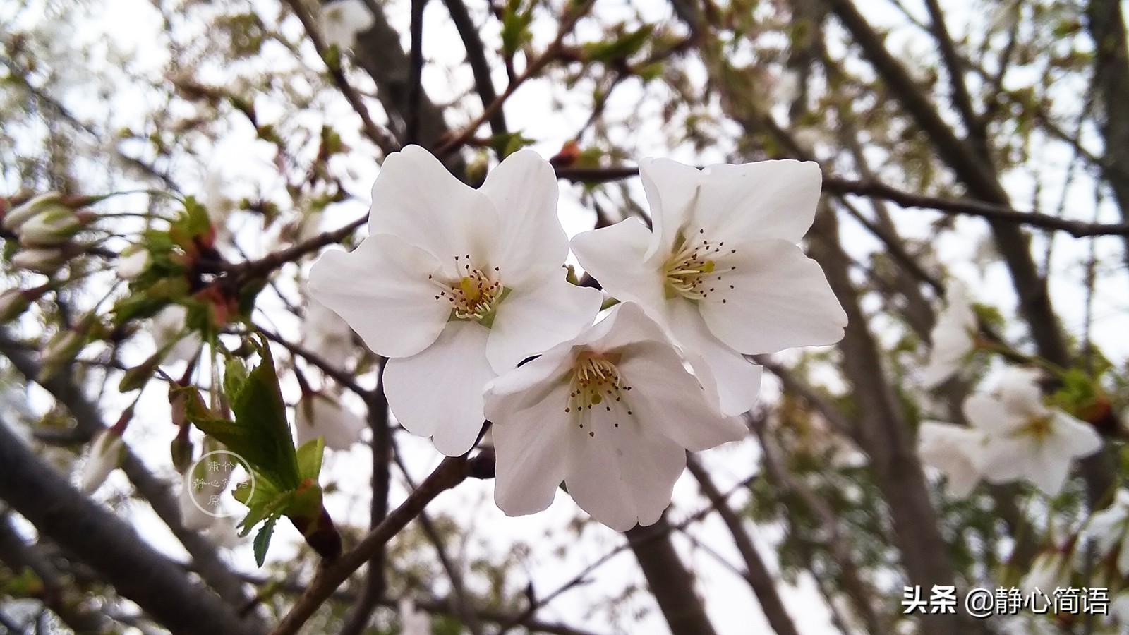 处在逆境如何保持心态,做人低调做事要注意什么