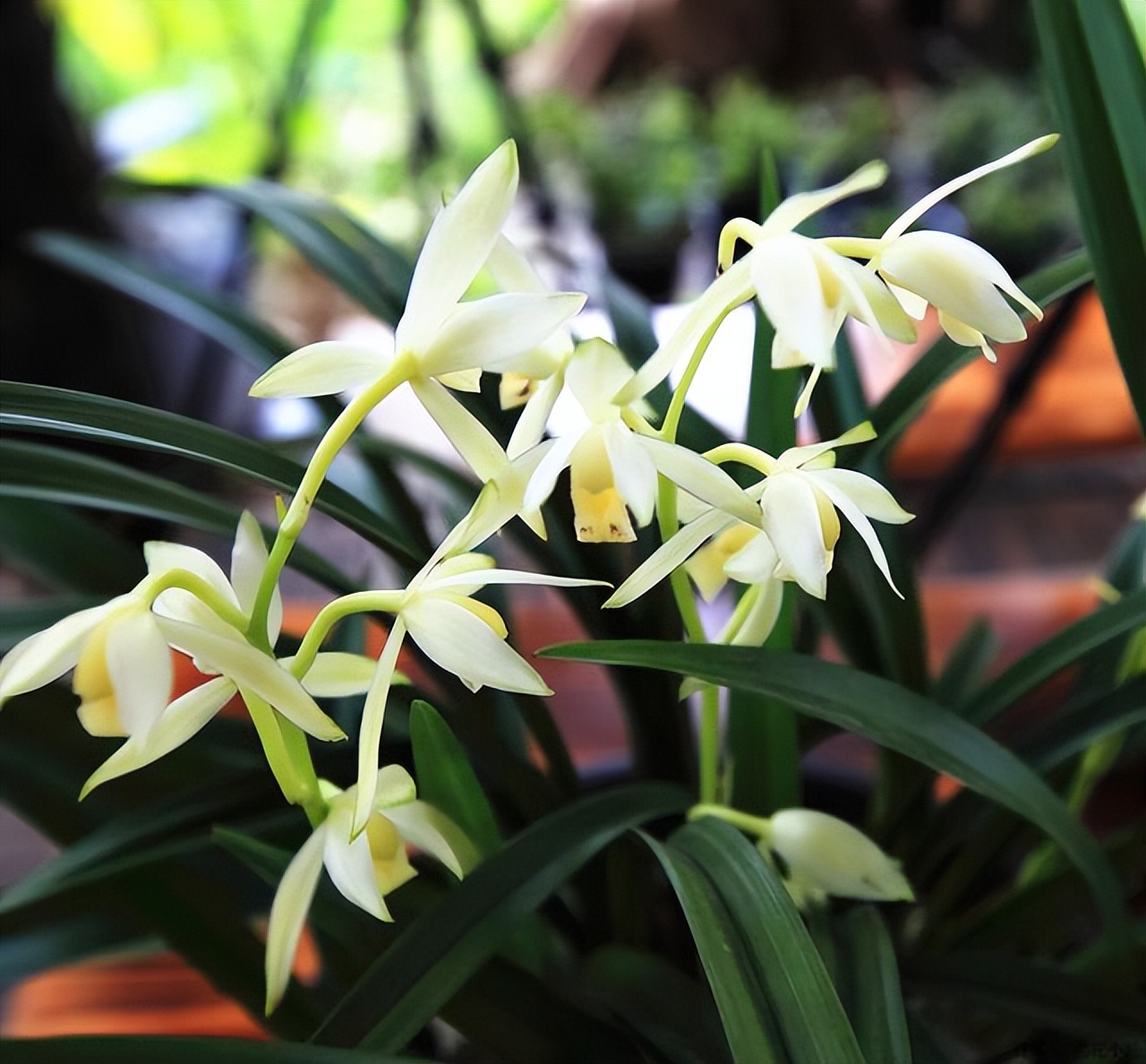 养什么品种的兰花又香又好养,兰花都有哪些常见常养的品种