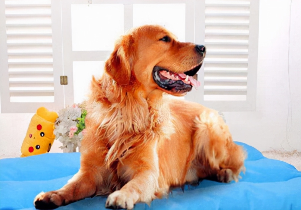 宠物狗一般几个月来姨妈,宠物狗来姨妈了能洗澡吗